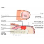 Строение ногтя